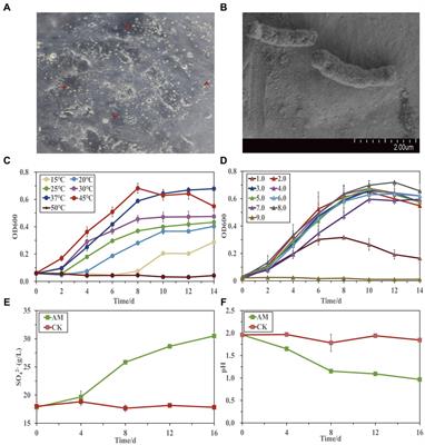 Genome sequencing and metabolic network reconstruction of a novel sulfur-oxidizing bacterium Acidithiobacillus Ameehan